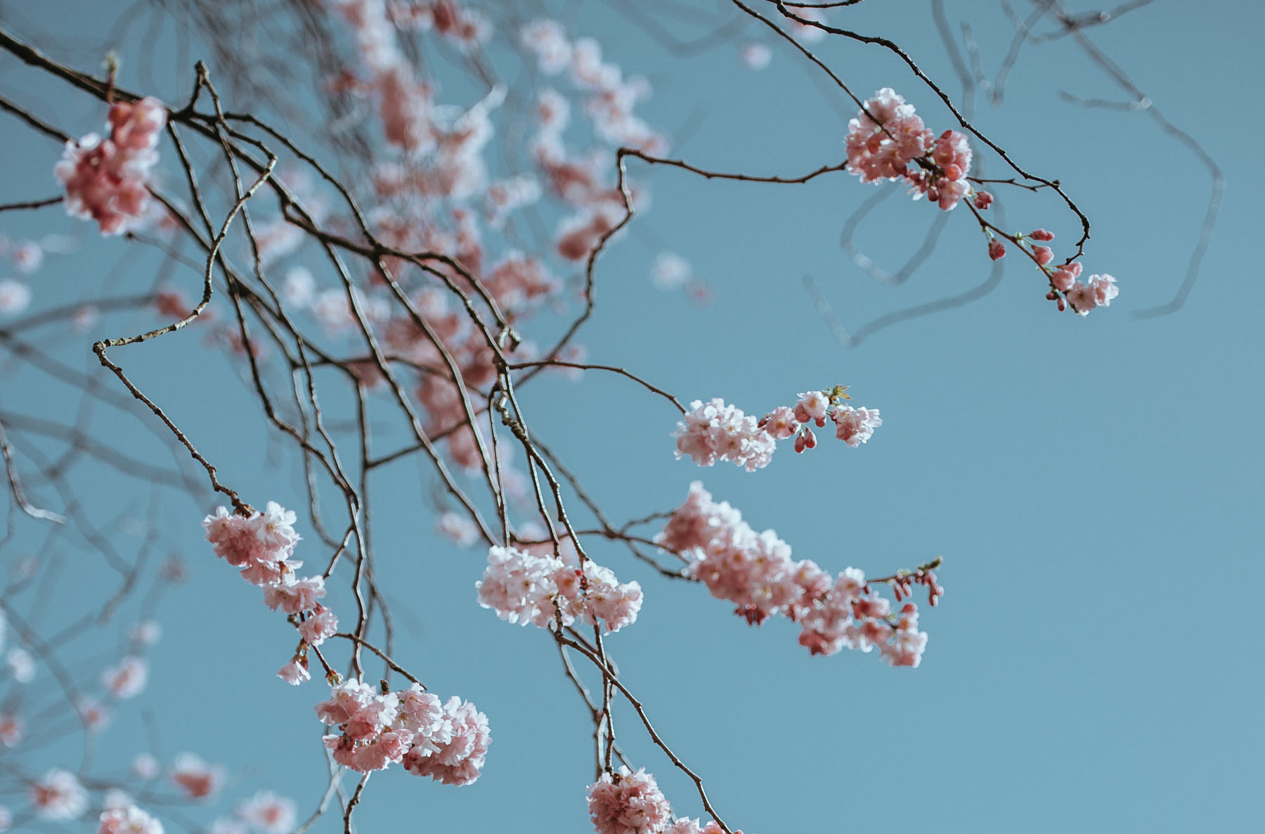 lyn-abery-psychotherapist-home-header-blossoms